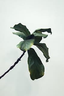 green leafed plant, fiddle leaf, fig tree, minimal, minimal plant HD wallpaper