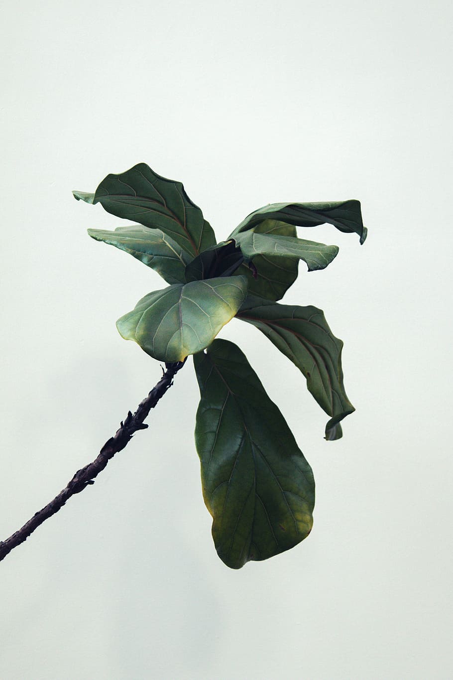 green leafed plant, fiddle leaf, fig tree, minimal, minimal plant HD wallpaper