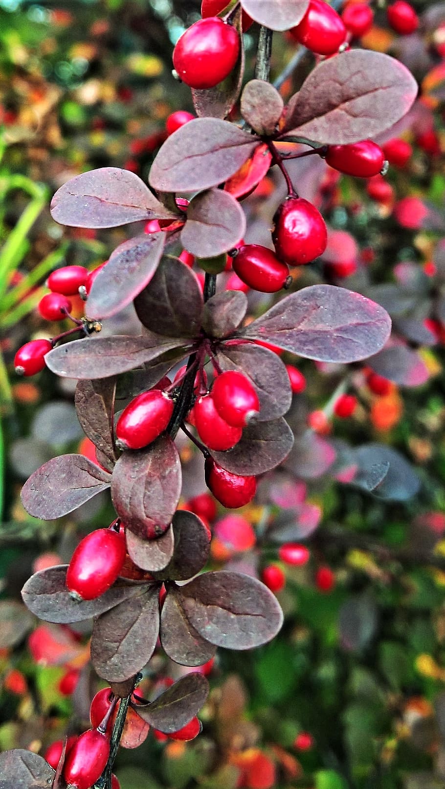 plant, hawthorn, berry red, autumn, shiny, hedge plant, bush, HD wallpaper