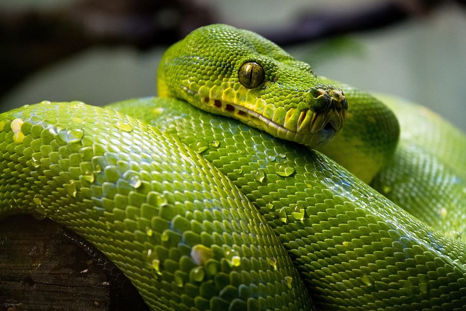python, green, tree, snake, animal, wild, nature, reptile, animal themes HD wallpaper