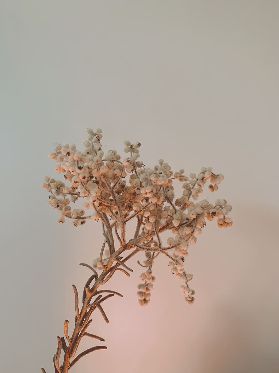 blooming white petaled flowers, blossom, vase, jar, pottery, ornament HD wallpaper