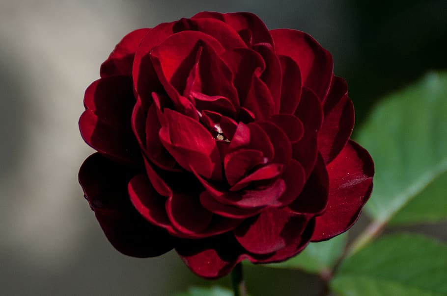 rose, macro, love, nature, flowers, bloom, romantic, flora HD wallpaper