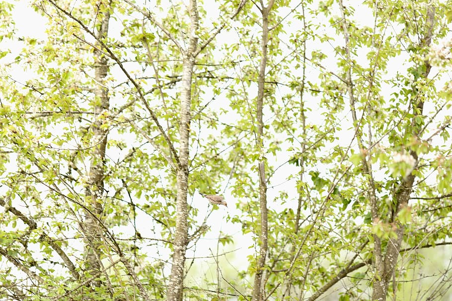 tree, bird, cherry, plant, flower, flowering plant, beauty in nature HD wallpaper