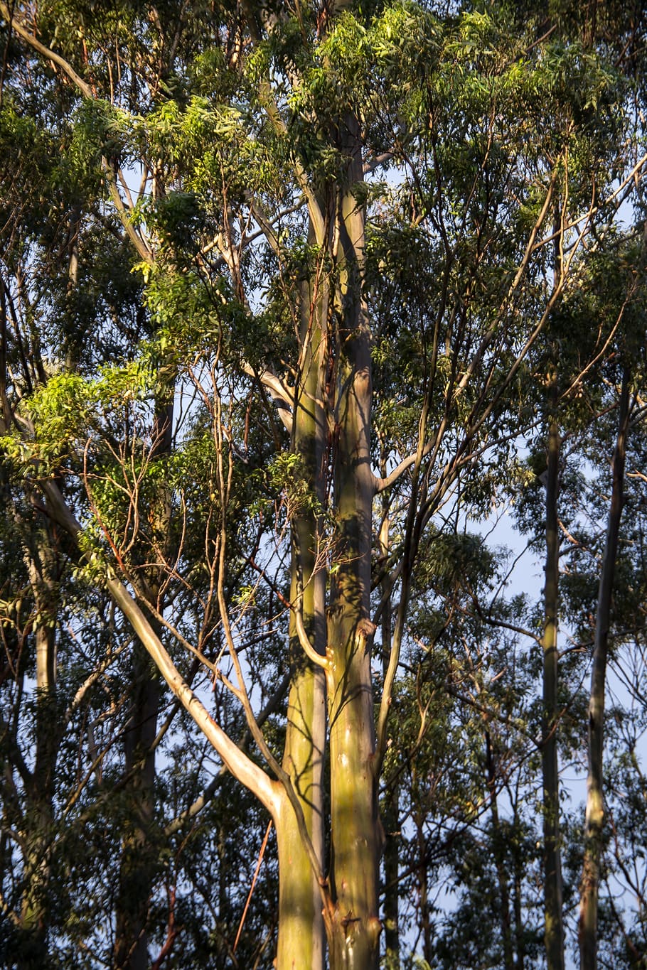 gum trees, eucalypts, green, native, subtropical, rain forest HD wallpaper