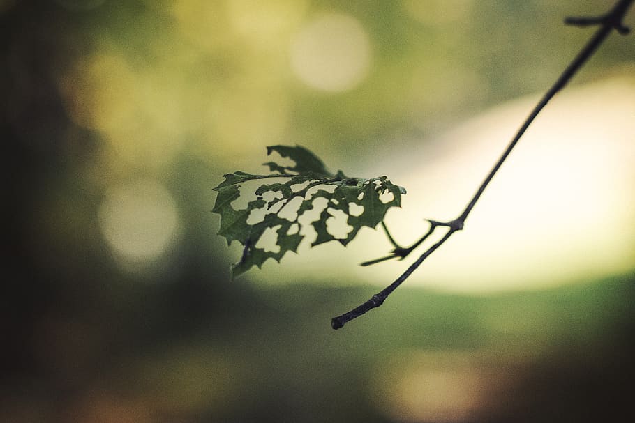 leaf, leaves, fall, autumn leaf, nature, plant, green, focus on foreground HD wallpaper