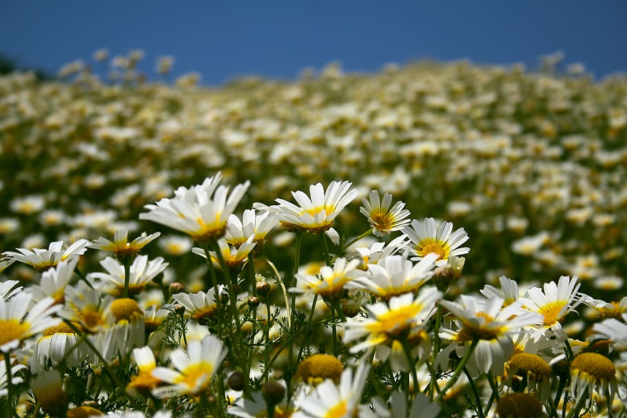 greece, loutro, flowers, oxeye daisy, daisies, flowering plant, HD wallpaper