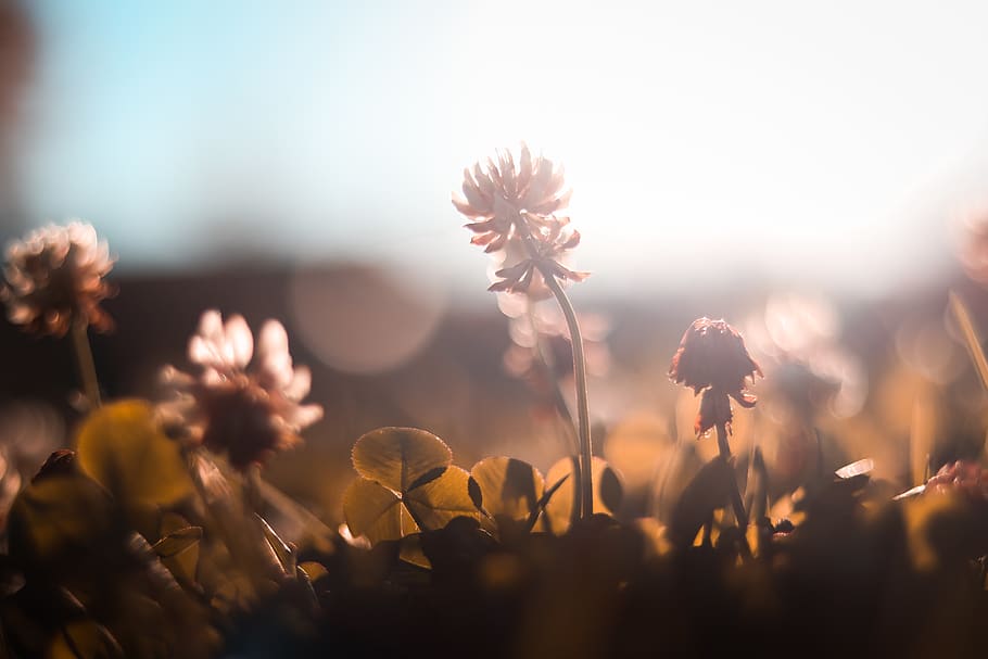 Selective Focus Photography of Flower Under Sunlight, blurred background HD wallpaper