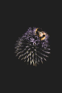 Loyalty, flower, bee, insect, bug, close up, wing, petal, nature HD wallpaper