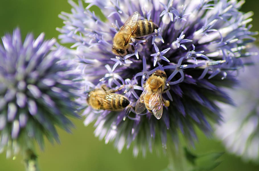 bees, thistle, nature, flower, plant, summer, insect, close up, HD wallpaper
