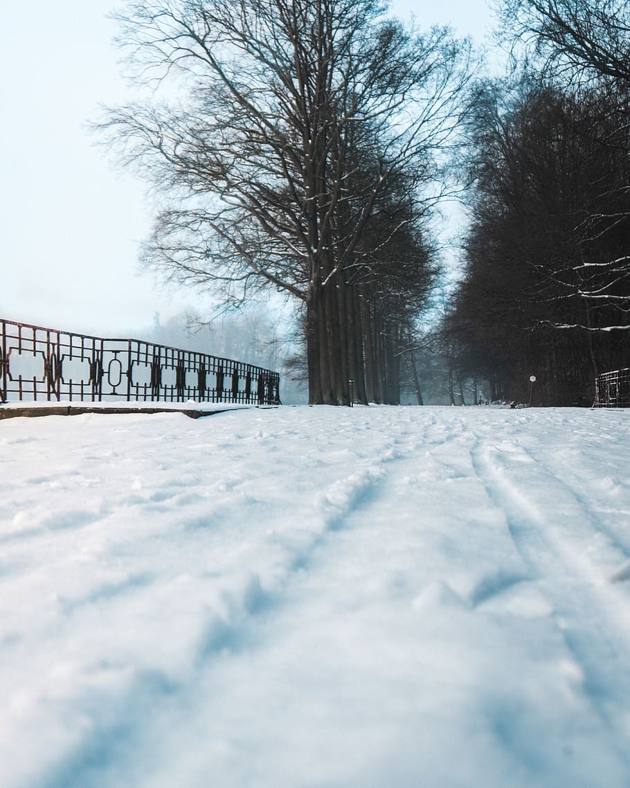 belgium, tervuren, cold temperature, winter, snow, tree, bare tree HD wallpaper