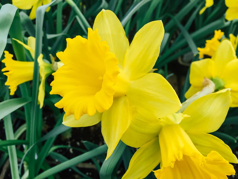 Yellow Spring Flowers, Macro, Nature, contrast, leaves, flowering plant HD wallpaper