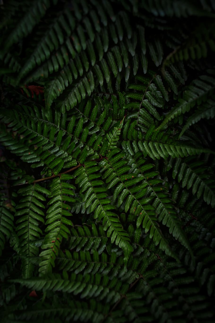 fern plant, my garden, animal, snake, reptile, green, nikon, macro photography HD wallpaper