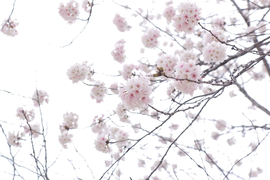 flower, cherry blossom, spring, pink, tree, flowering plant HD wallpaper