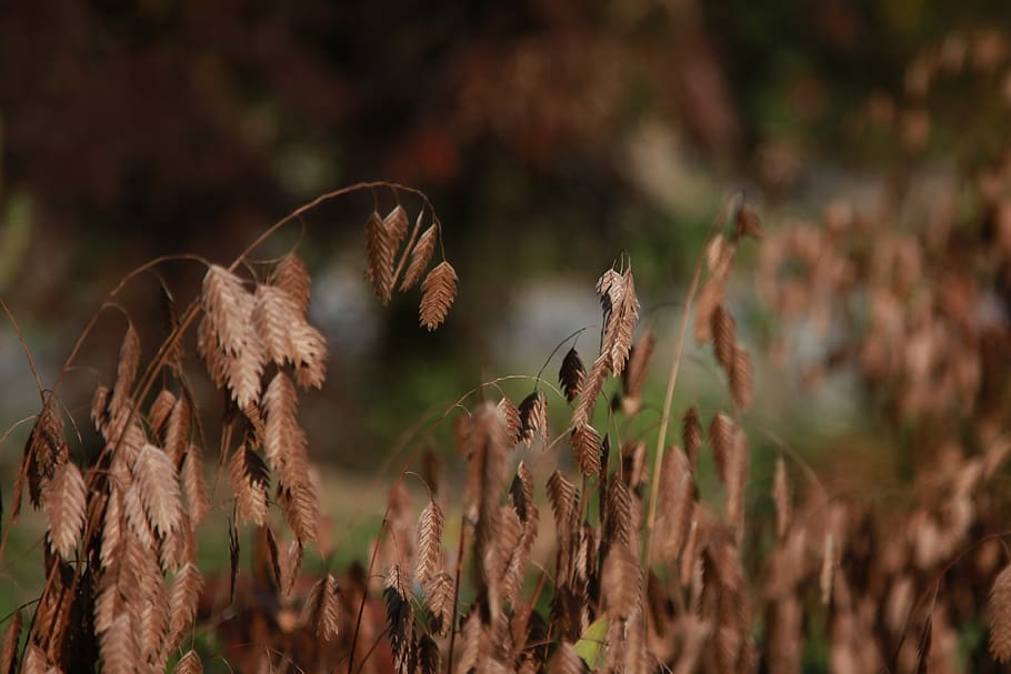 leaves, leaf, autumn, nature, brown, autumn leaves, the leaves HD wallpaper