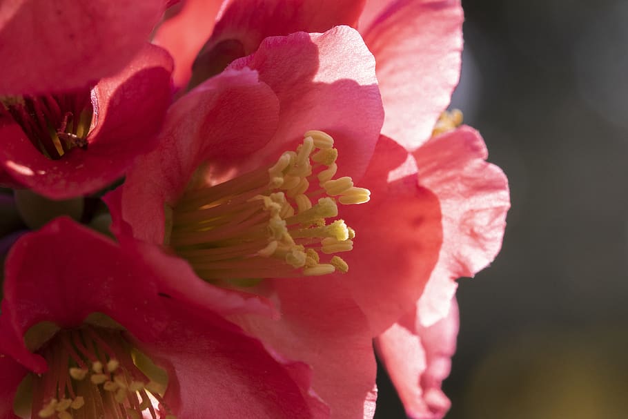 spring, spring flowers, nature, plants, garden, beautiful, flowering HD wallpaper
