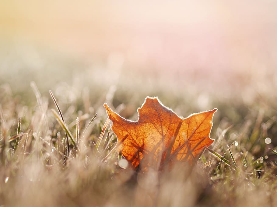 leaf, nature, grass, fall, autumn, plant part, dry, orange color HD wallpaper