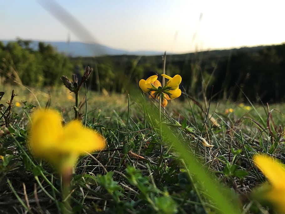flowers, spring, yellor, plant, flowering plant, yellow, growth HD wallpaper