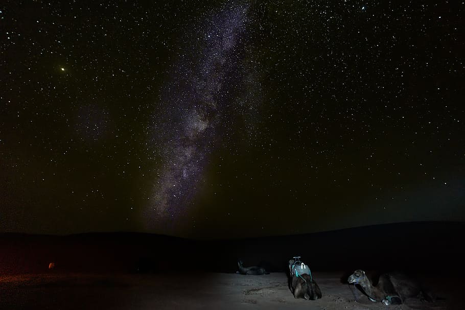 three camels under starry skies, nature, outdoors, space, outer space HD wallpaper