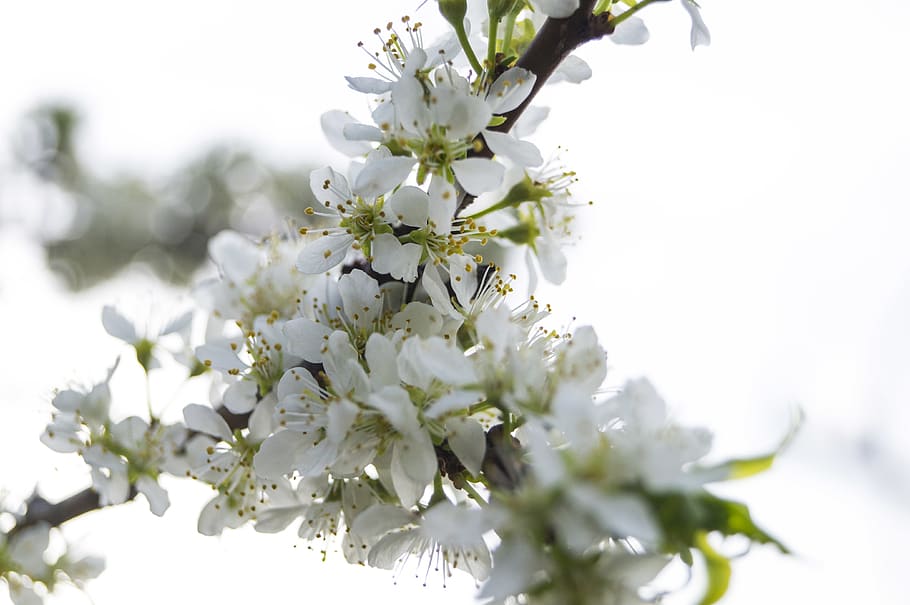 flower, white, flowering plant, freshness, vulnerability, fragility HD wallpaper