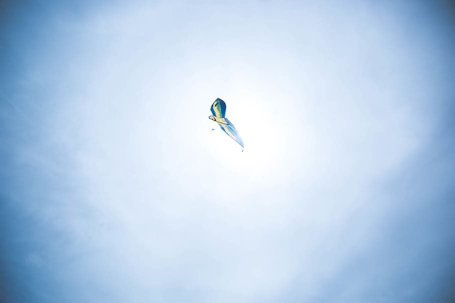 daydreamer, kite, sky, fly, parrot, sun, dom, wonder, playful HD wallpaper