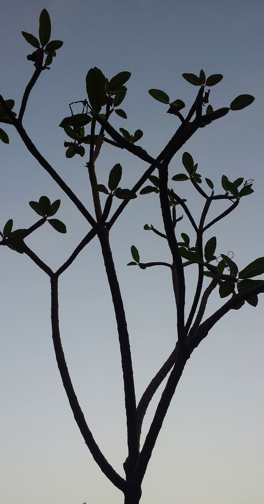 tree, leaves, branches, sky, gradient, plant, no people, nature HD wallpaper
