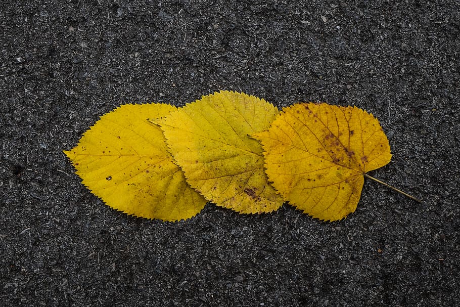 autumn, leaf, bright, color, yellow, nature, directly above HD wallpaper
