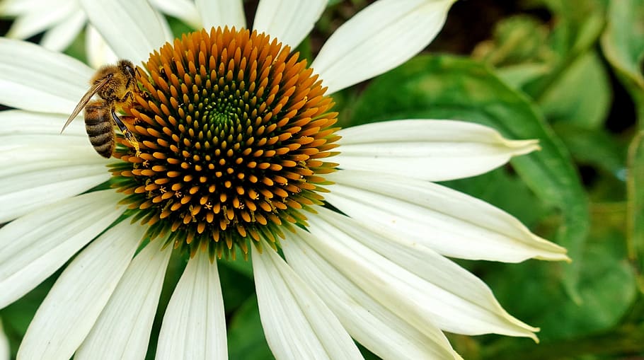 flower, summer, bee, nature, blossom, bloom, plant, petals HD wallpaper