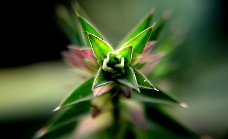 india, lavasa, plant, close-up, flower, growth, freshness, selective focus HD wallpaper