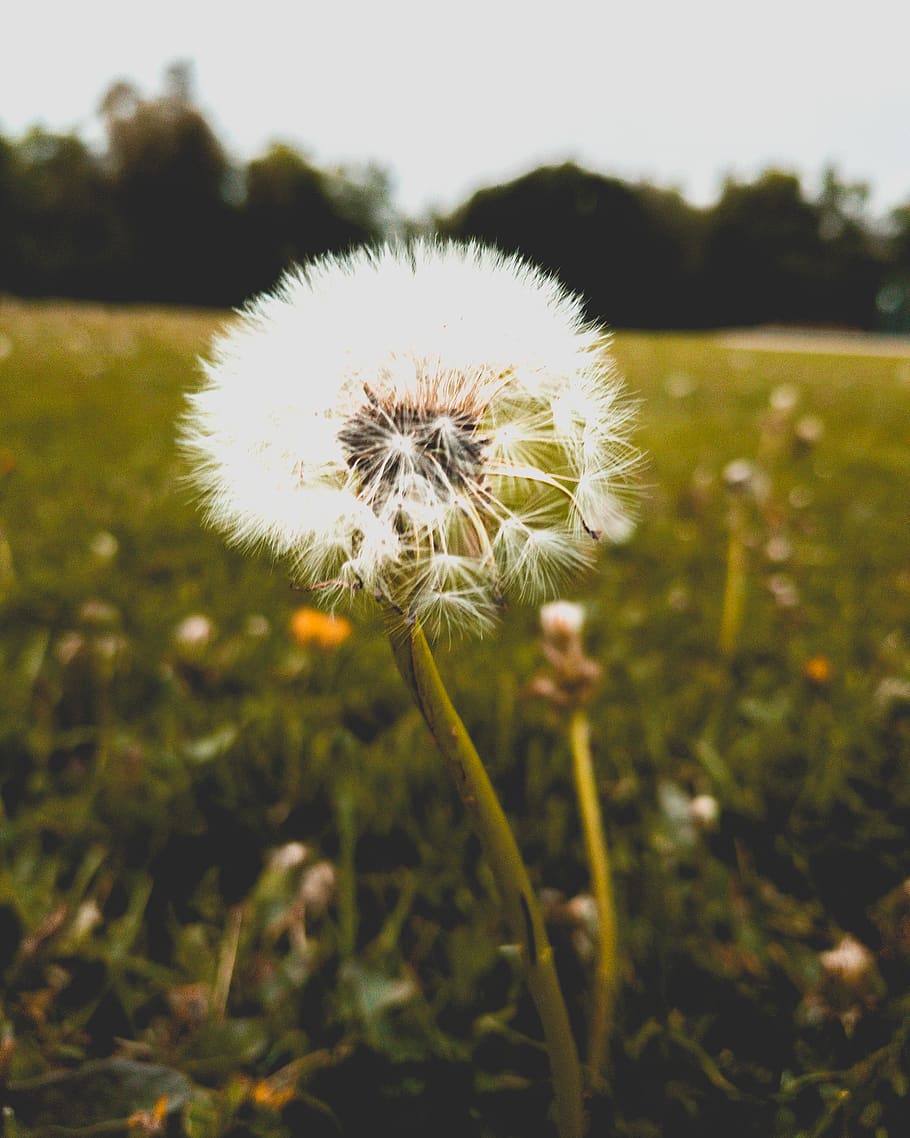 canada, toronto, trees, forest, dandelion, macro, plant, flower HD wallpaper