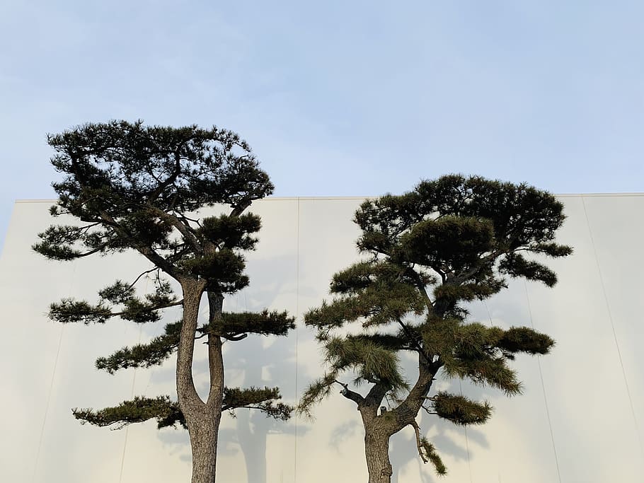 two green leafed trees, plant, tree trunk, outdoors, nature, chaoyang qu HD wallpaper