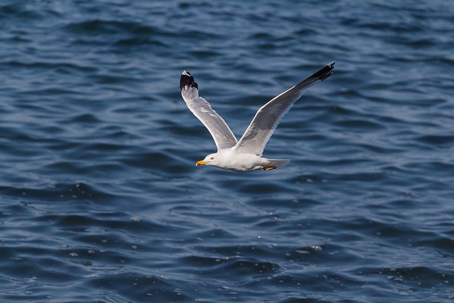 Seagull Flying Over Ocean, animal, feather, feathers, flight HD wallpaper