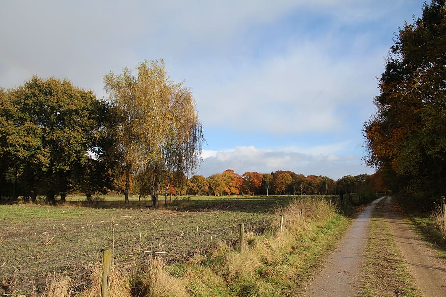 netherlands, landscape, veluwe, nature, fall colors, plant, HD wallpaper