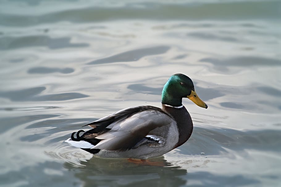 duck, bird, feathered, water, animal, nature, teal, plumage HD wallpaper