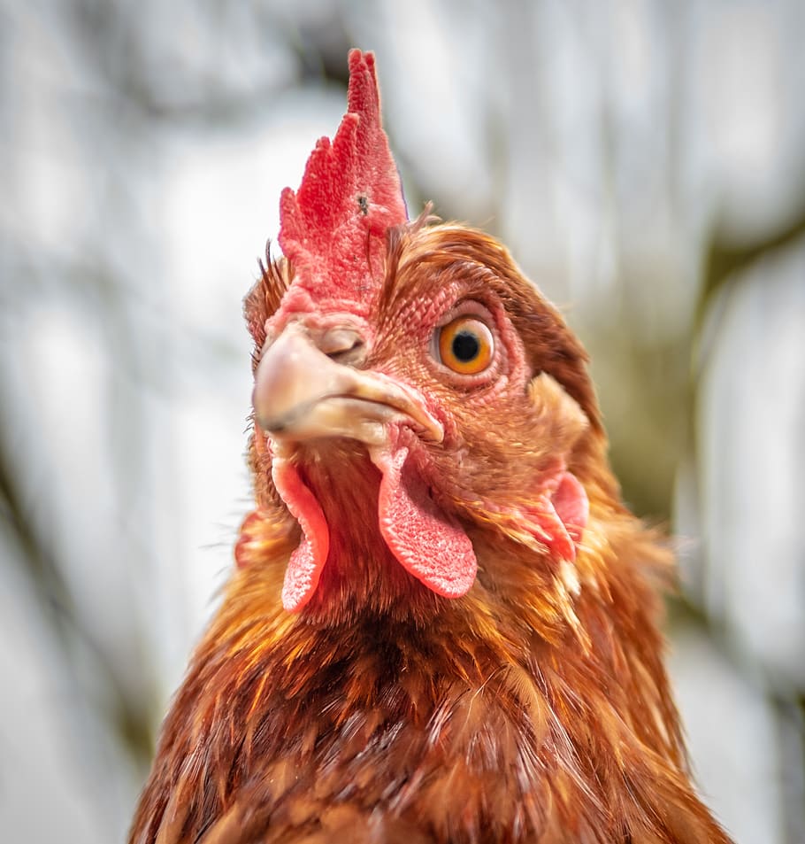 hen, portrait, close-up, comb, plumage, poultry, farm, country life HD wallpaper