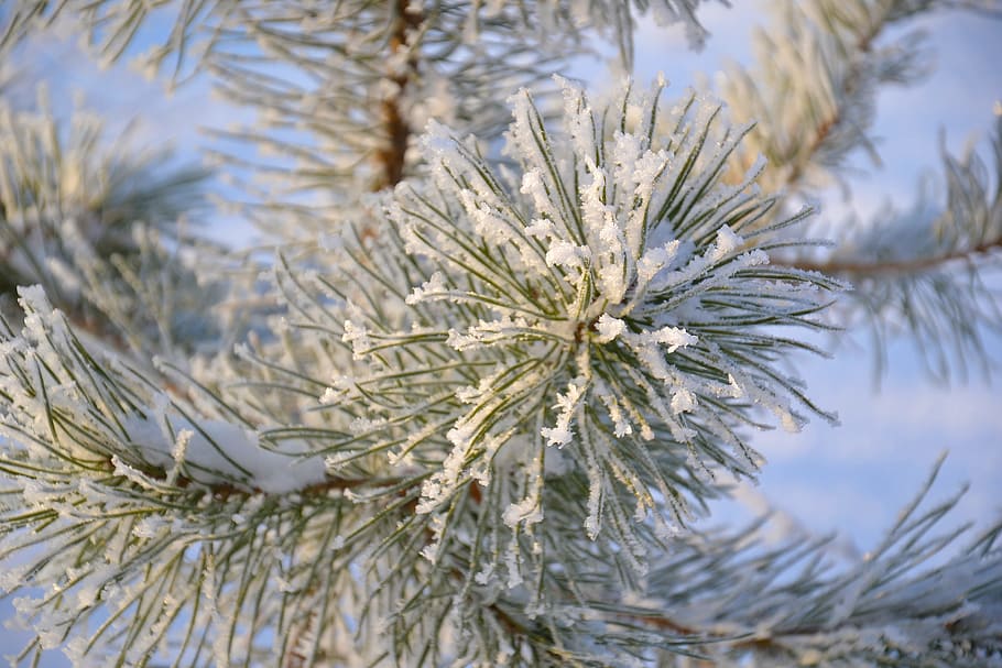 tree, pine, winter, needles, crystals, snow, hoarfrost, winter forest HD wallpaper