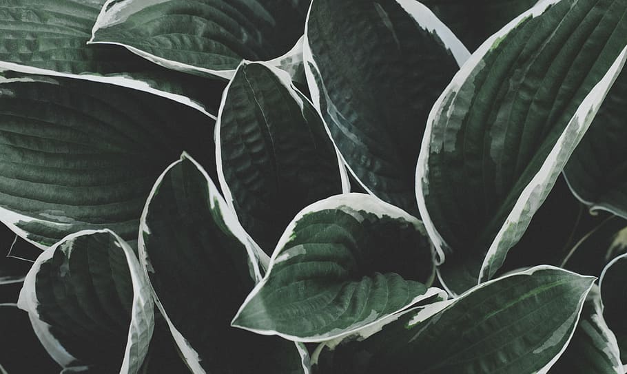 green leafed plant, leaves, pattern, nature, outdoors, texture HD wallpaper