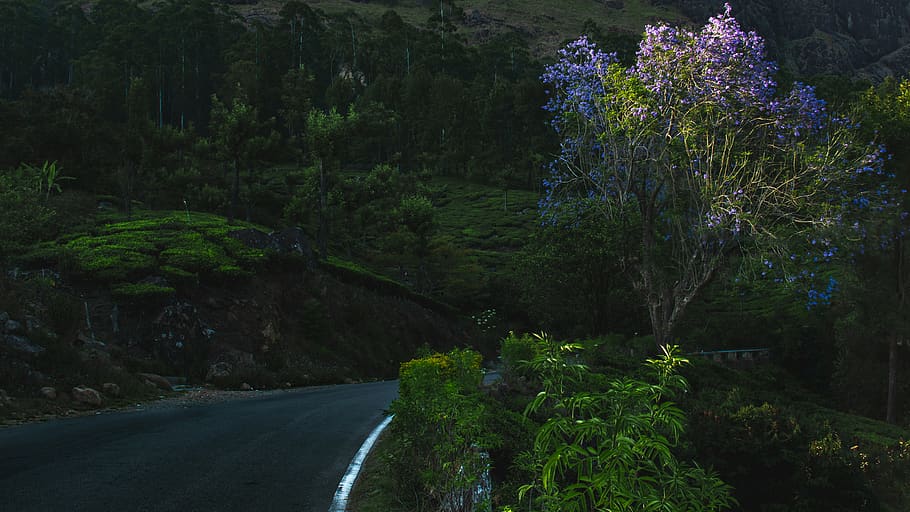 road, asphalt, tarmac, tree, abies, fir, plant, way, highway HD wallpaper