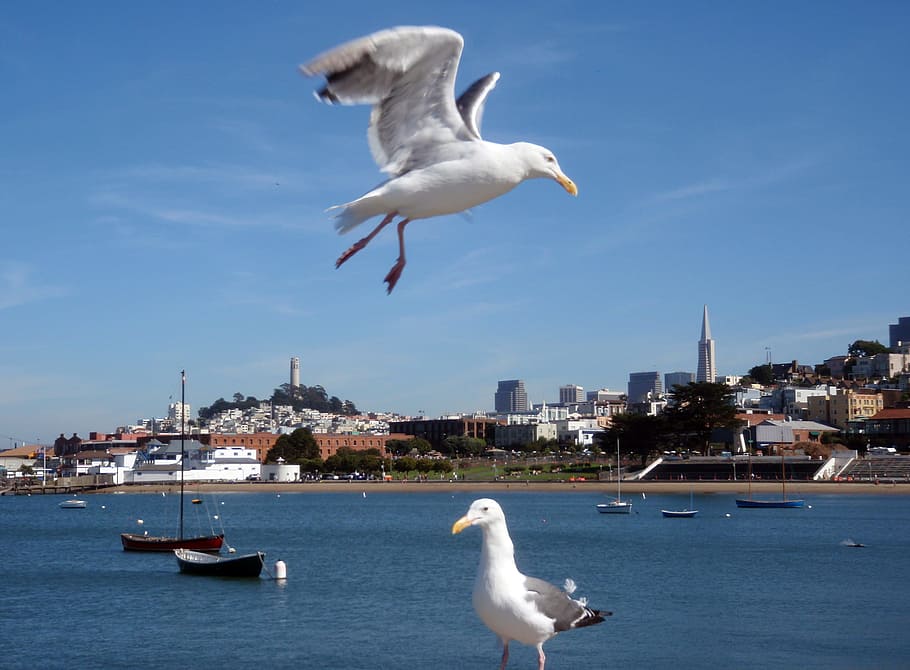 two birds in front of cityscape of San Francisco that starts at Aquatic Park HD wallpaper