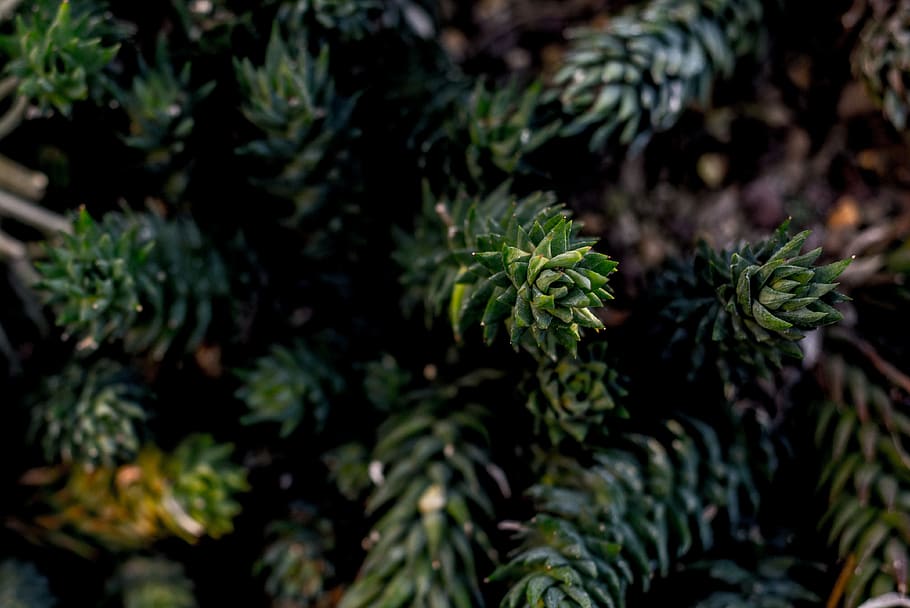 green tree, growth, plant, green color, no people, nature, day HD wallpaper