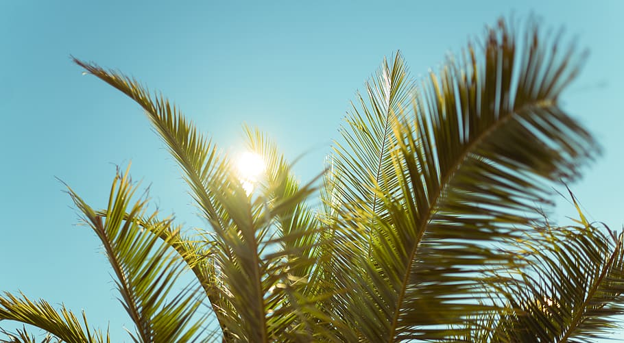 palm tree, plant, growth, sky, nature, beauty in nature, no people HD wallpaper