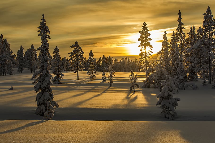 trees during winter season, plant, sunset, sky, beauty in nature HD wallpaper