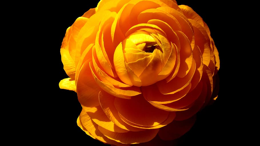 flower, black, yellow, spring, plant, bloom, flowering plant HD wallpaper