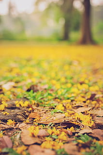 selective focus photography of leaves on the ground, leaf, park HD wallpaper