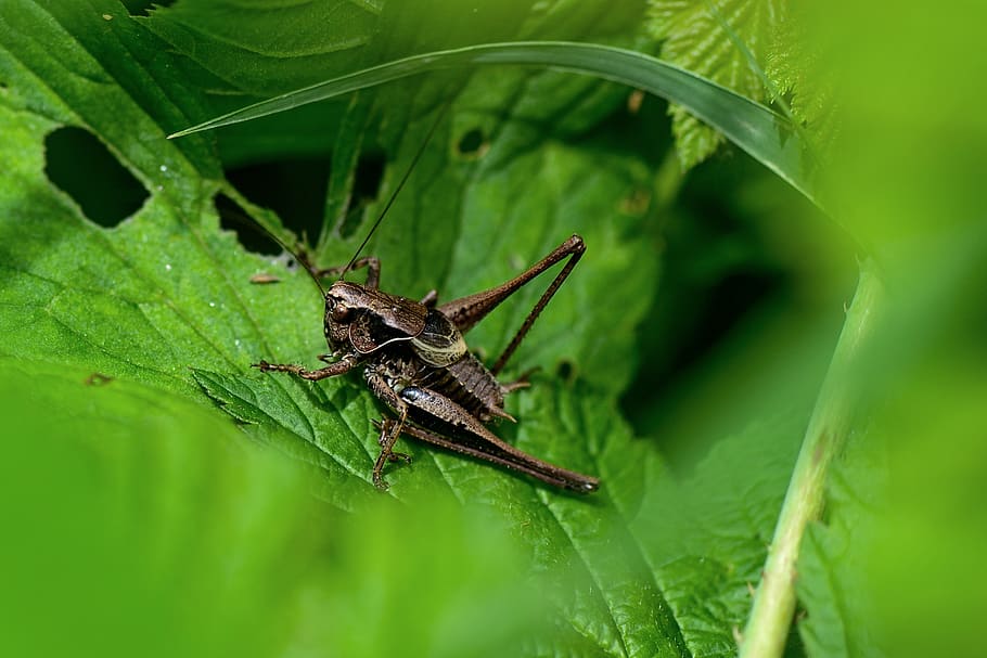 grasshopper, leaf, insect, nature, summer, green, skip, small HD wallpaper