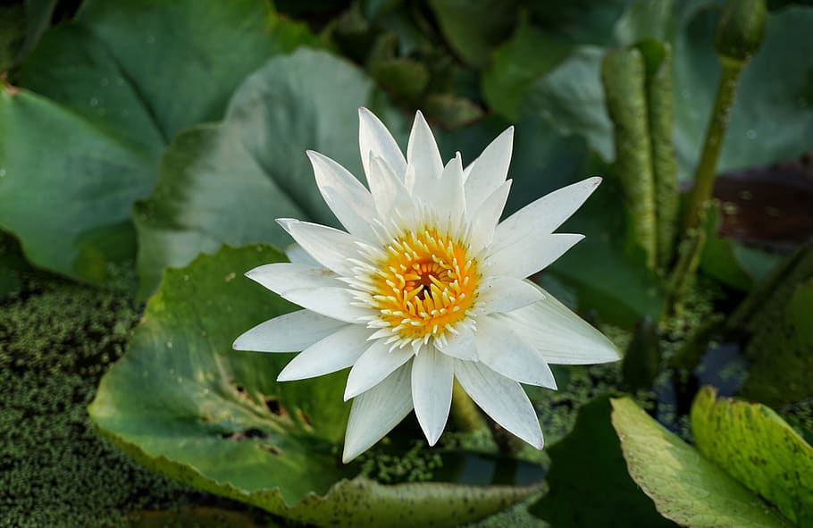 white, lily, lotus, flora, flower, pond, nature, leaf, summer HD wallpaper