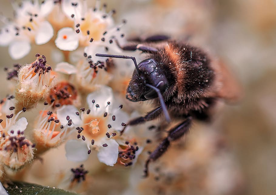 bee, nature, insects, summer, bourdon, color, animal themes HD wallpaper