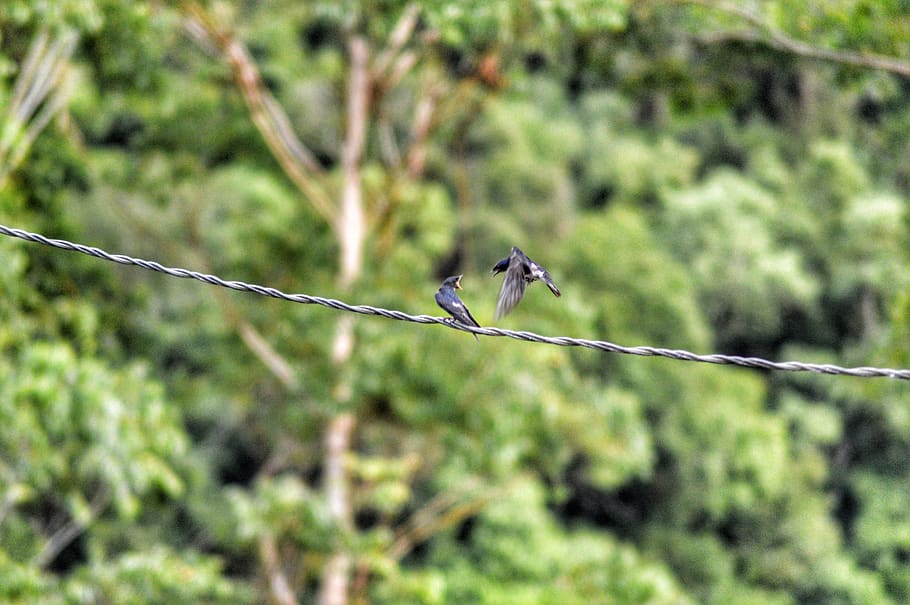 bird, fight, animal wildlife, animal themes, animals in the wild HD wallpaper