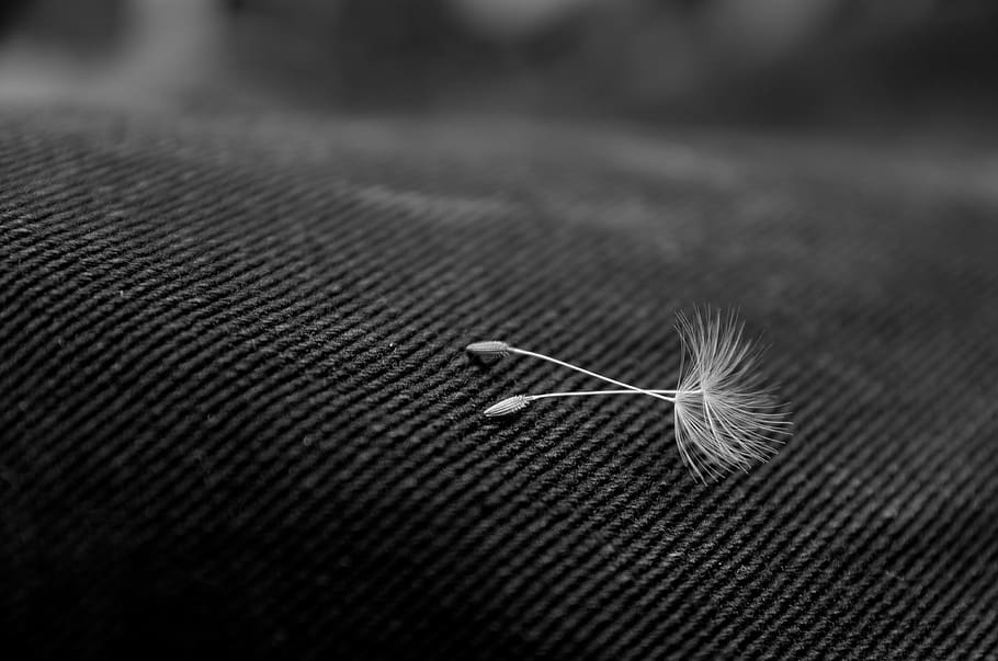 rest, peaceful, calm, closeup, macro, jeans, seed, dandelion HD wallpaper