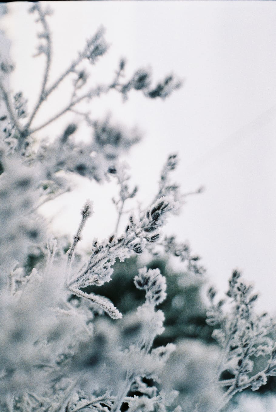 white leafed tree during daytime, snow, cold temperature, winter HD wallpaper