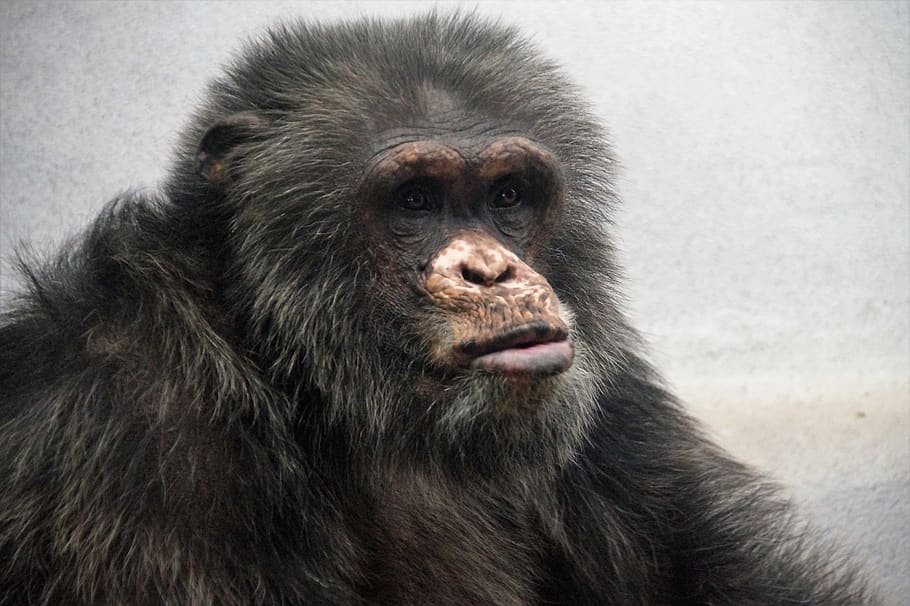 chimp, monkey, animal, mammal, primate, grimace, zoo, the zoological garden HD wallpaper